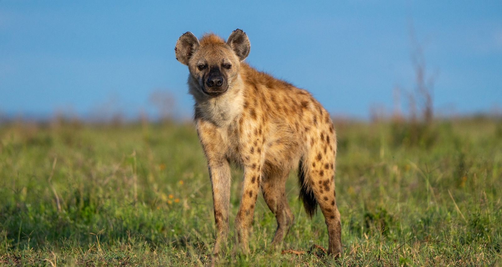 Ngorongoro