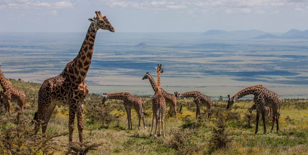 Tarangire+ Ngorongoro + Materuni Waterfalls Safari