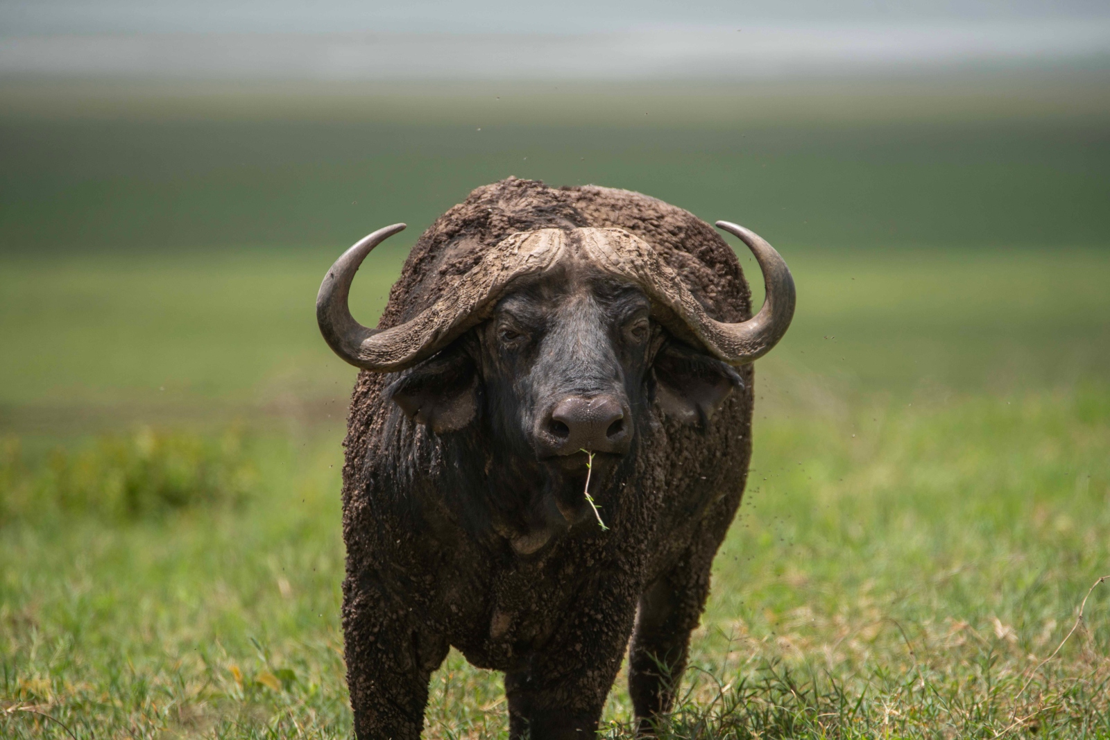 Buffalo mikumi