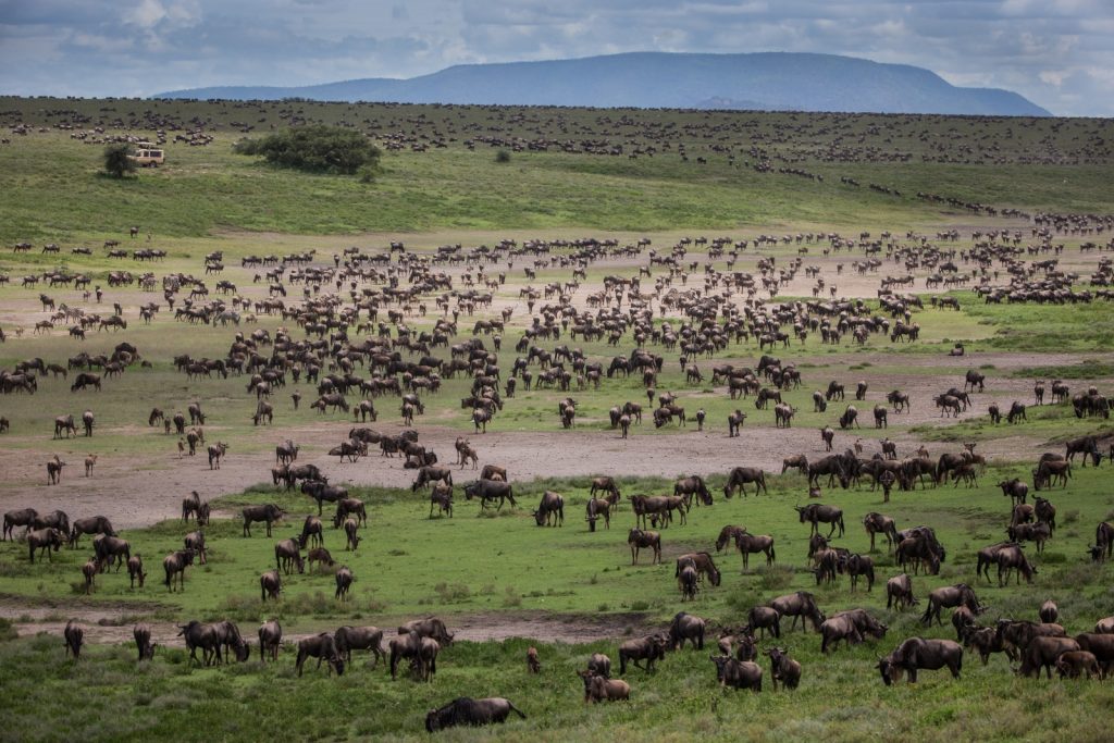 Migration