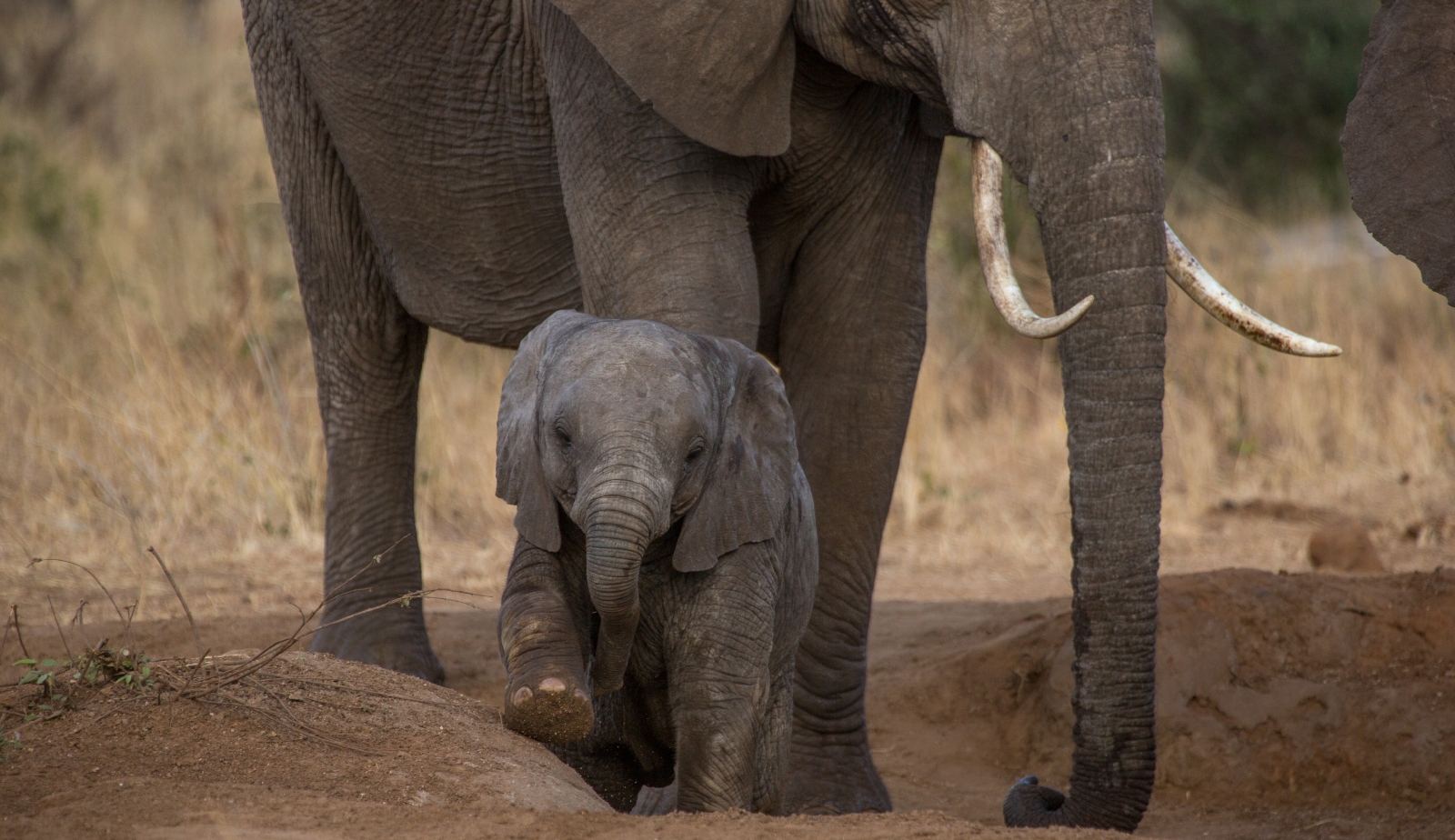 5days Tarangire + Sere +Ngoro