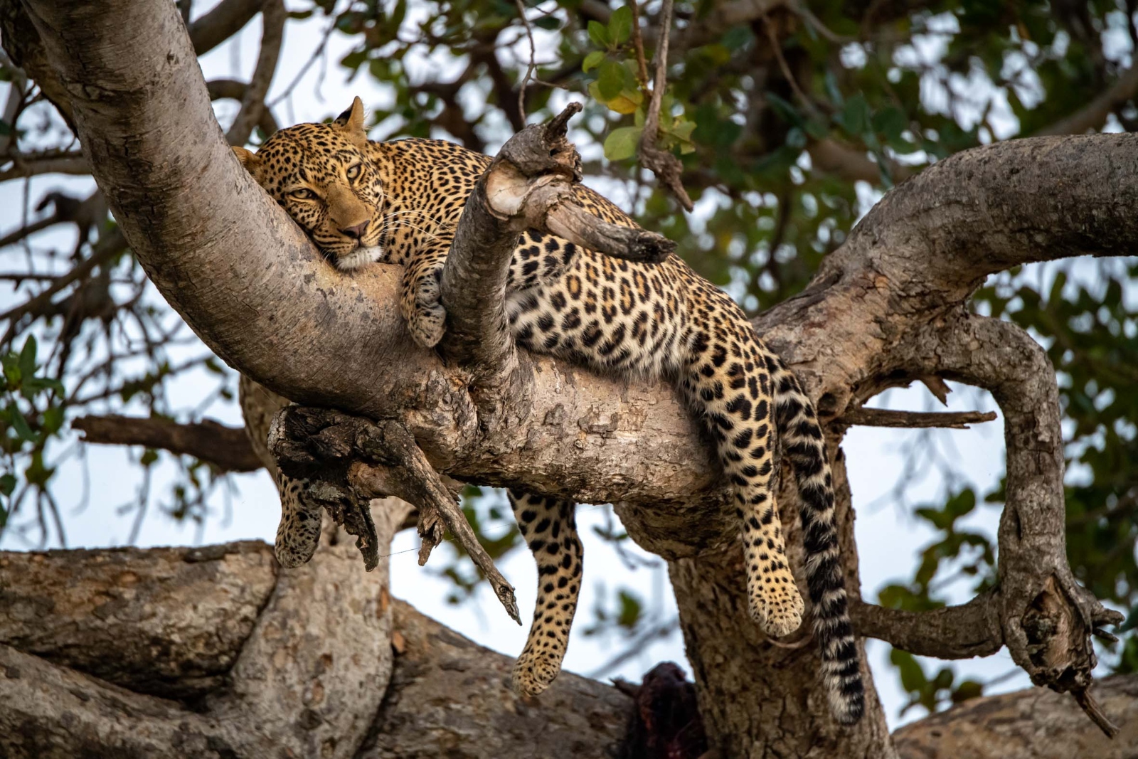NYERERE NATIONAL PARK – SELOUS GAME RESERVE