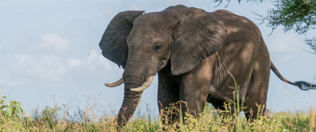 Private Safaris