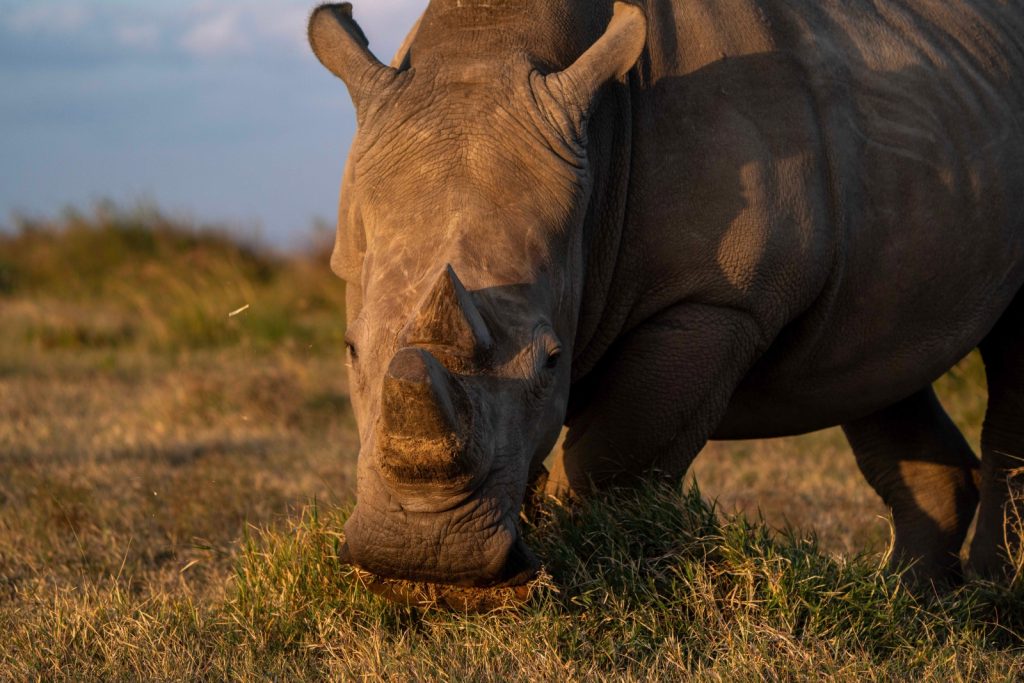 rhino big 5 safaris