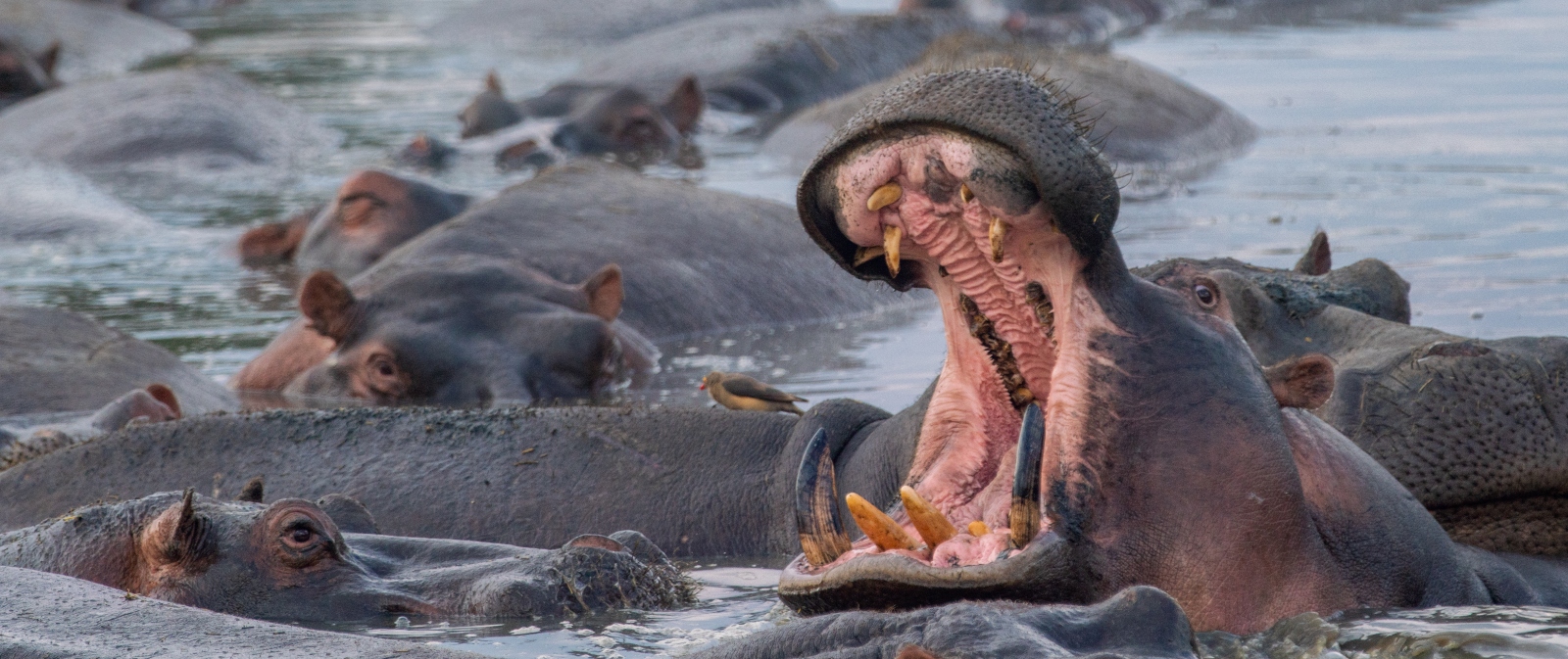 serengeti and ngorongor (1)